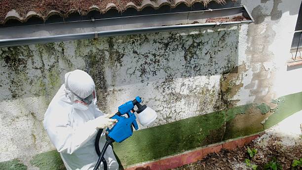Mold Remediation service in Newton, Newton, MA